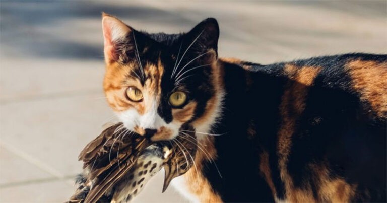 Lonjakan Flu Burung pada Kucing Bisa Jadi Peringatan Akan Pandemi di Masa Depan