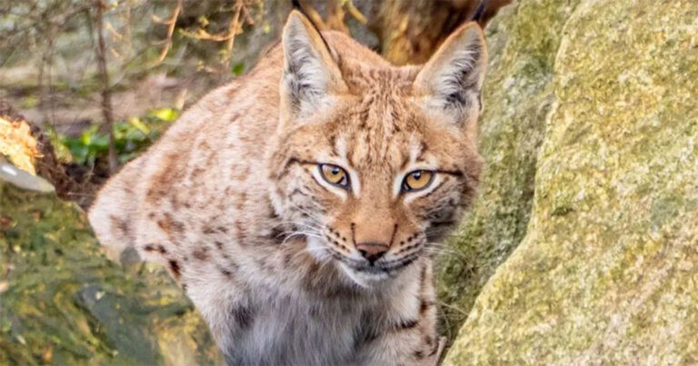 Lynx Ini Bisa Menjadi Kucing Liar Pertama yang Lahir di Kebun Binatang Inggris yang Berhasil Dilepaskan ke Alam Liar