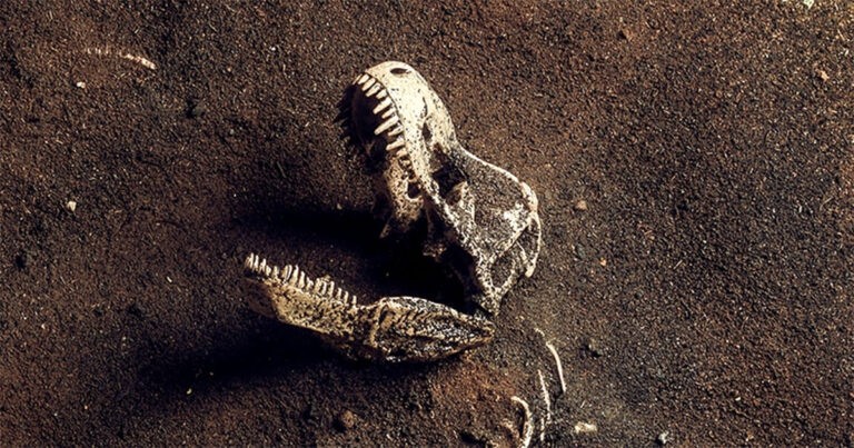 Misteri Asal-usul T. Rex di Amerika Utara Akhirnya Terpecahkan