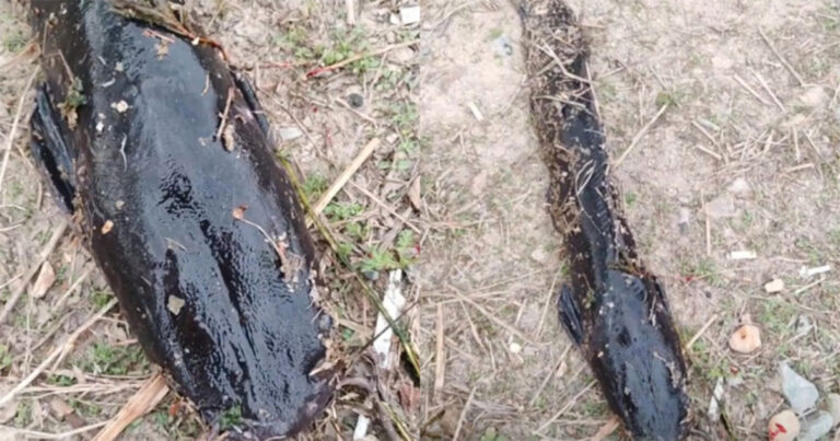 Video: Muncul Sekelompok Ikan Raksasa Aneh di Bendungan Dalian, Bertubuh Hitam dan Berkumis