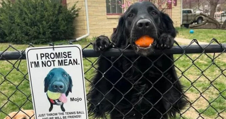Video: Pemilik Anjing yang Gelisah Ini Menemukan Cara Termanis Agar Mojo Berhenti Menggonggong Karena Ketakutan
