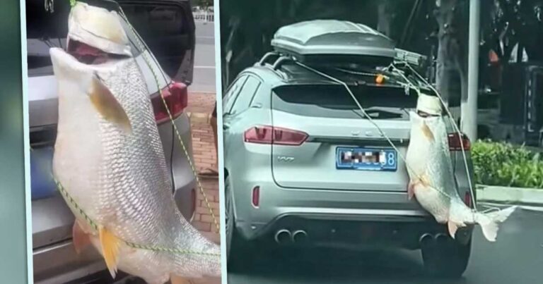 Penggemar Memancing di Tiongkok Menggantung Hasil Tangkapan Besar di Mobil Saat Mengemudi, dan Didenda