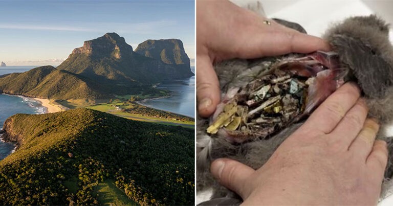 Perut Burung-burung di Pulau di Australia Begitu Penuh dengan Plastik Hingga Berderak Saat Ditekan