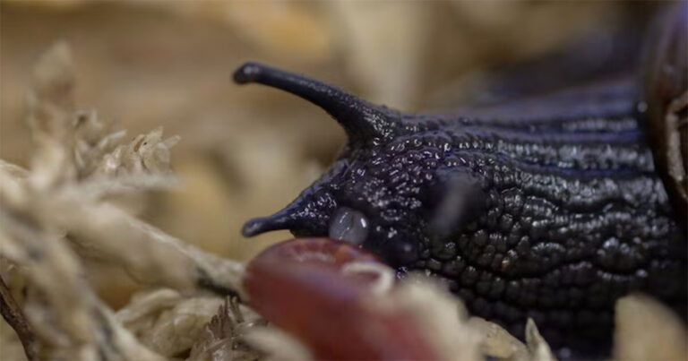 Siput Langka Selandia Baru Bertelur dari Leher untuk Pertama Kalinya