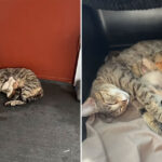 Tetangga-Melihat-Kucing-Melahirkan