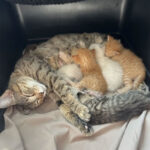 Tetangga-Melihat-Kucing-Melahirkan-3