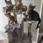 Tetangga-Melihat-Kucing-Melahirkan-4