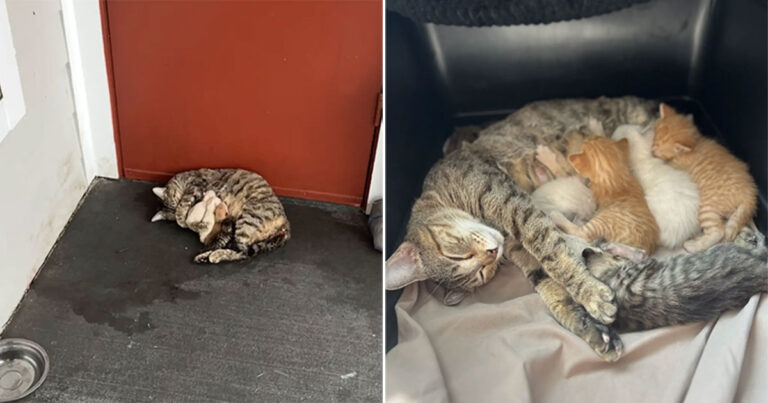 Tetangga Melihat Kucing Melahirkan di Depan Pintu Apartemen — dan Menyelamatkan Seluruh Keluarga