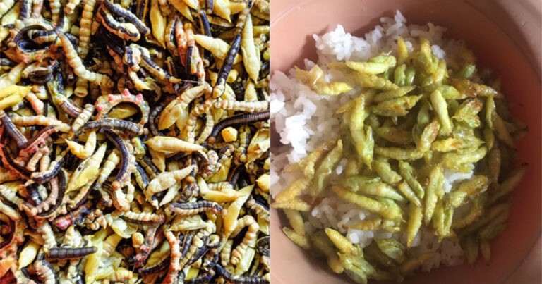 Ulat Kayu Manis Goreng – Makanan Khas Vietnam yang Sulit untuk Dimakan