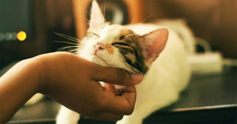 Wanita Lansia Digugat Karena Memberi Makan Kucing Peliharaan Tetangganya