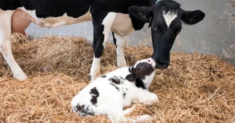 Anak Sapi Menyelamatkan Induknya: Rela Menelan Pisau Potong