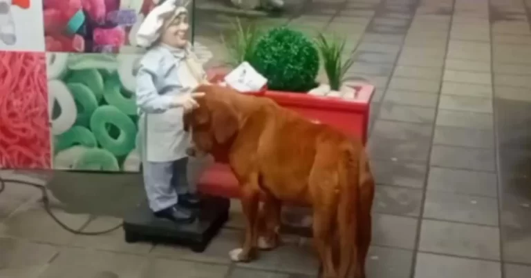 Anjing Liar yang Tak Pernah Merasakan Kasih Sayang, Menyandarkan Kepala pada Patung demi Sebuah Belaian – 8 Juta Orang Menangis Haru