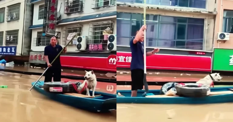 Banjir Besar di Guizhou, Tiongkok : Anjing Putih Menolak Dievakuasi, Setia Menunggu Tuannya