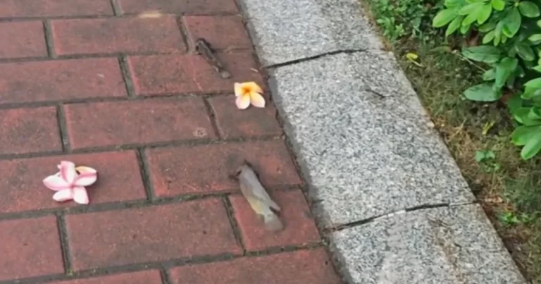 Ikan Bisa Jalan di Taman Guangdong, Tiongkok,  Picu Perdebatan Heboh 
