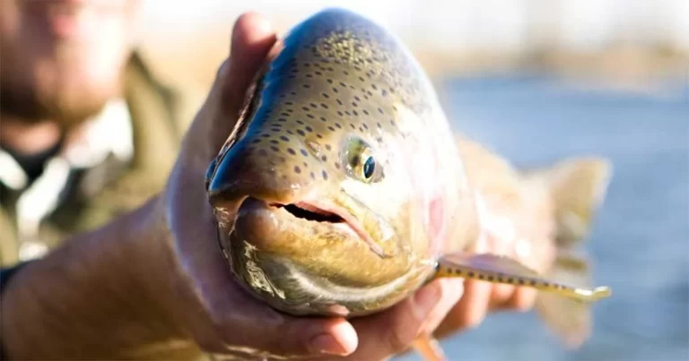Ikan Menderita Rasa Sakit Luar Biasa Hingga 22 Menit Saat Ditarik Keluar dari Air