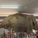 Seekor-Gajah-Tertangkap-Basah-1