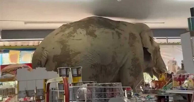 Seekor Gajah Tertangkap Basah “Merampok” Sebuah Toko Swalayan di Thailand, Membawa Kabur Kerupuk dan Telur