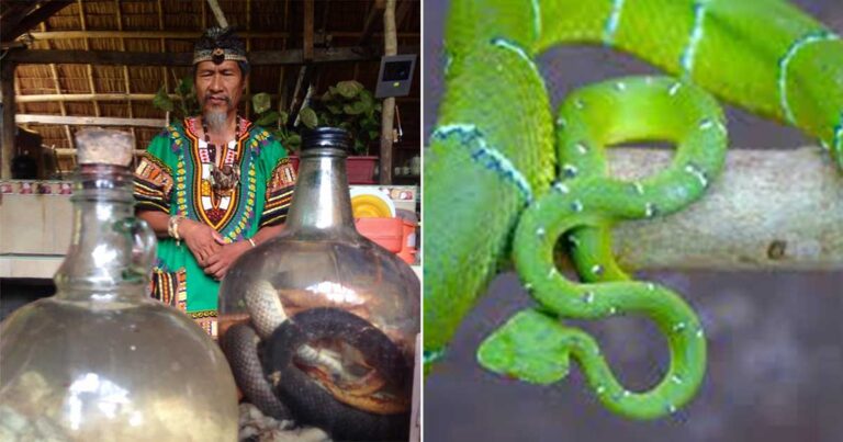 Tabib di Philipina Mengobati Orang Sakit dengan Gigitan Ular Berbisa
