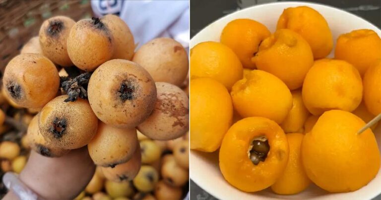 Benar-benar Tidak Batuk Lagi! Tenggorokan Tidak Gatal, Berbaring pun Tidak Batuk—Ternyata Obat Batuk Alami Ini Sangat Ampuh!