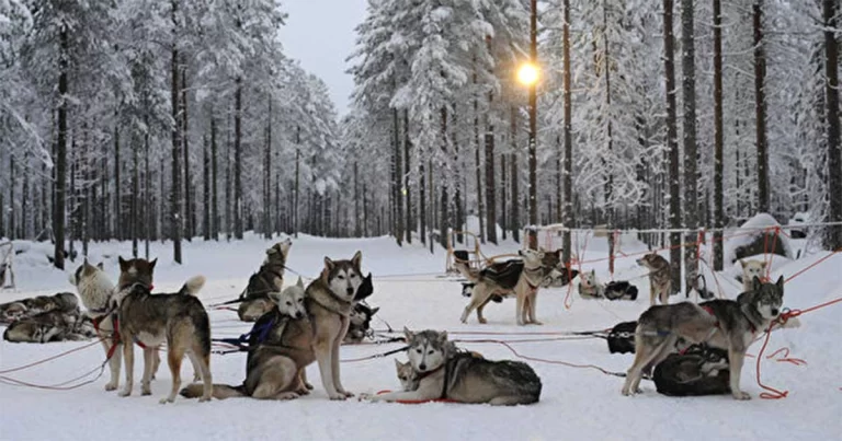 150 Ekor Husky Menyelamatkan 10.000 Nyawa
