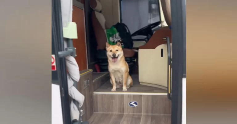 Anjing Bernama “Da Huang” Populer di Daratan Tiongkok, Kini Menerima Banyak Tawaran Akting dengan Bayaran Tinggi