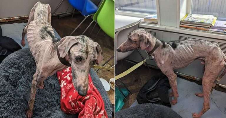 Anjing Ini Dulunya Kurus Seperti Tengkorak dan Nyaris Mati, Kini Bahagia di Rumah Baru Penuh Cinta