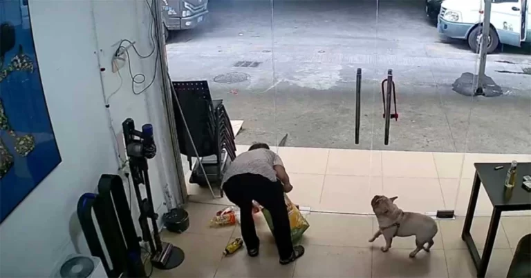 Video: Anjing Kecil Ini Setiap Hari Mengumpulkan Botol demi Sepotong Daging, Dia Tampak Sedih Saat Botolnya Dicuri