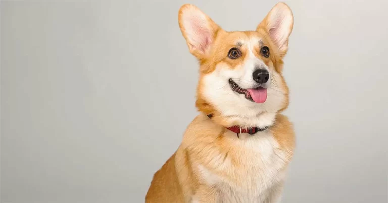 Bagaimana Cara Membuat Anak Anjing Patuh? Ilmuwan : Telah Menemukan Metode yang Efektif