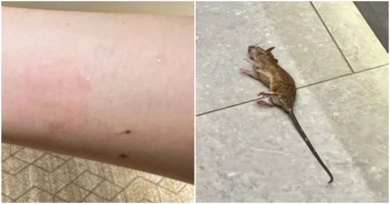 Tamu Wanita Terbangun di Tengah Malam karena Digigit Tikus – Hotel di Nanchang, Tiongkok Tawarkan Uang Setara Rp 11 Juta untuk Bungkam Kasus