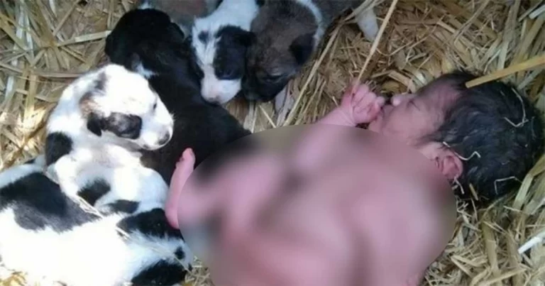 Dia Melihat Tangan Kecil Putih Menjulur di Antara Anjing Liar dan Anaknya—Begitu Disadari, Air Mata pun Berlinang