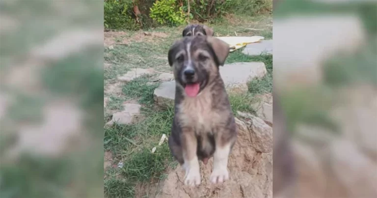 Gonggongan Anjing Menyelamatkan 67 Nyawa Saat Tanah Longsor Melanda Desa di Mandi, India