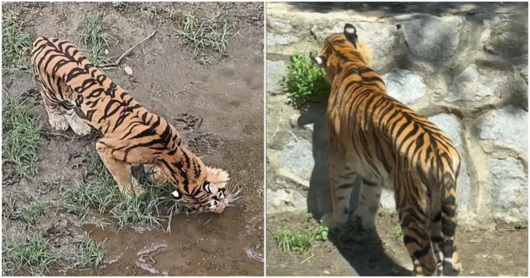 Viral Harimau di Kebun Binatang Beijing Kurus Kering Sampai Makan Rumput