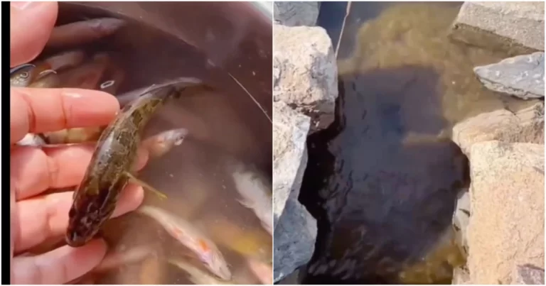 Ikan yang Membeku Selama Setahun Hidup Kembali, Wanita di Liaoning, Tiongkok Saksikan Keajaiban dan Langsung Melepasnya ke Alam
