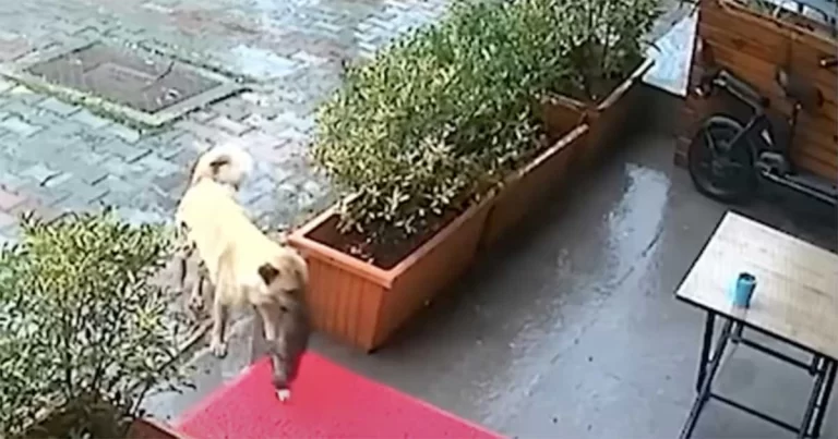 Induk Anjing di Turki Bawa Anak Anjingnya yang Sekarat ke Klinik Hewan untuk Minta Pertolongan