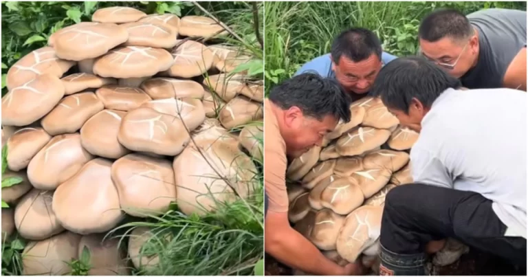 Jamur Raksasa Seberat 80 Kilogram Ditemukan di Yunnan,Tiongkok, Empat Pria Mengangkatnya Bersama-sama dari Gunung 
