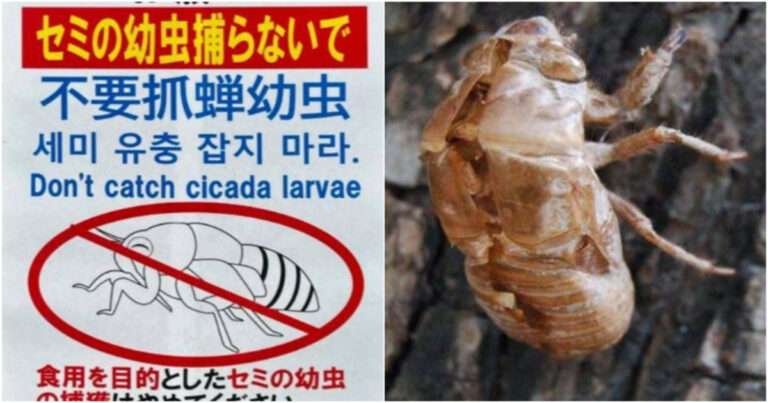 Orang Tiongkok Beramai-Ramai Menangkap Kepompong Jangkrik Hingga ke Luar Negeri, Jepang Terpaksa Pasang Peringatan dalam Bahasa Mandarin