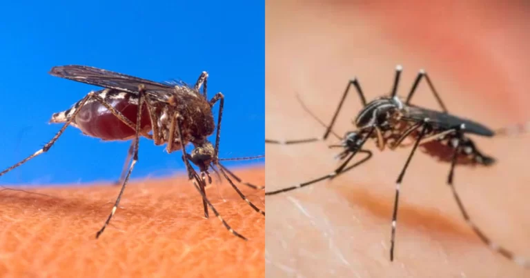 Penyakit yang Ditularkan Nyamuk di Guangdong, Tiongkok Melonjak Pesat, WHO Khawatirkan Potensi Pandemi Global