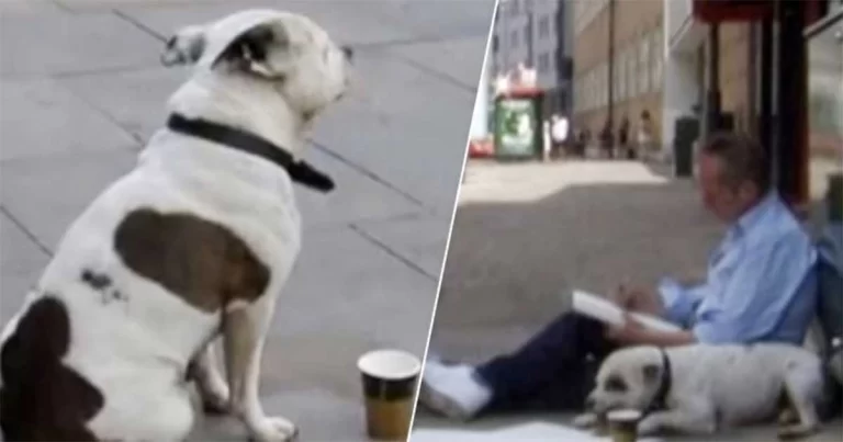 Kisah Inspiratif: Seekor Anjing yang Membalikkan Hidup Seorang Tunawisma