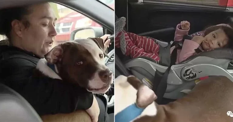 Seorang Ibu di AS Adopsi Anjing Liar – Rumahnya Terbakar, Si Anjing Masuk ke Kobaran Api untuk Selamatkan Bayinya yang  Berusia 1 Tahun!