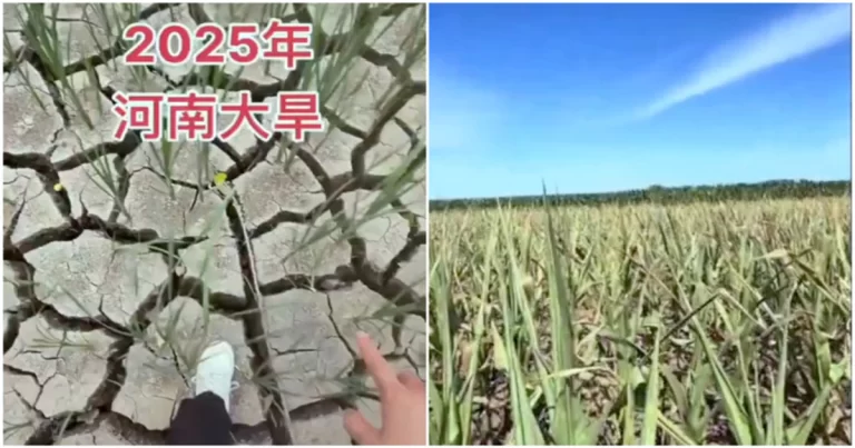 Suhu Panas di Henan, Tiongkok Tembus 44℃, Peternak Mengeluh Angsa Mati Kepanasan di Kolam