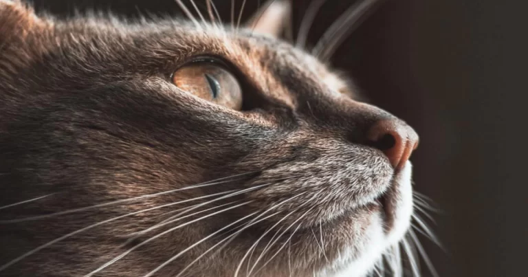 Kucing Mampu Melihat dengan Baik dalam Cahaya yang Redup