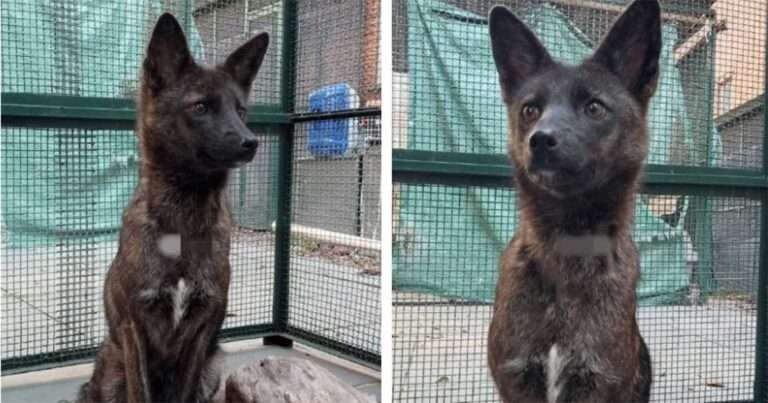 Terungkap Identitas Tak Terduga! Anjing Liar Korban Tabrakan Ini Ternyata “Satu-Satunya di Dunia”