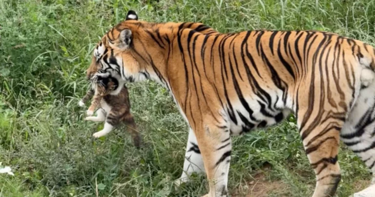Anak Kucing Tersesat Masuk Kandang Harimau dan Mati Digigit, Wisatawan Awalnya Mengira Anak Harimau