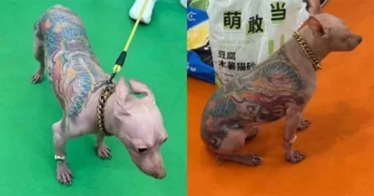 Anjing Botak Bertato di Punggung Picu Kontroversi di Pameran Hewan Peliharaan