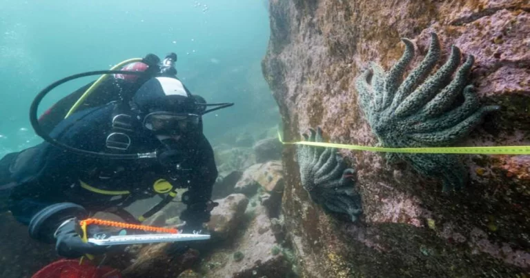 Misteri Kematian Lebih dari 5 Miliar Bintang Laut Akhirnya Terungkap 
