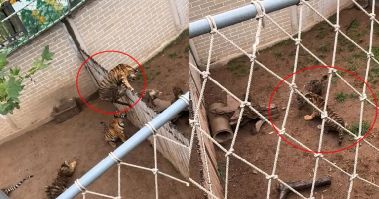 Viral Video Harimau Melompat Pagar dan Menyerang Seekor Hyena di Kebun Binatang Shandong, Tiongkok 