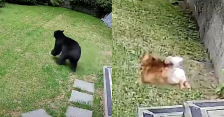 Anjing Kecil Menggonggong Hebat dan Berhasil Mengusir Beruang Hitam yang Masuk Rumah — Video Jadi Viral