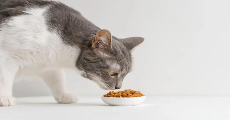 Beri Makan dengan Makanan Kucing Komersial, Bukan Hanya Ikan Tuna