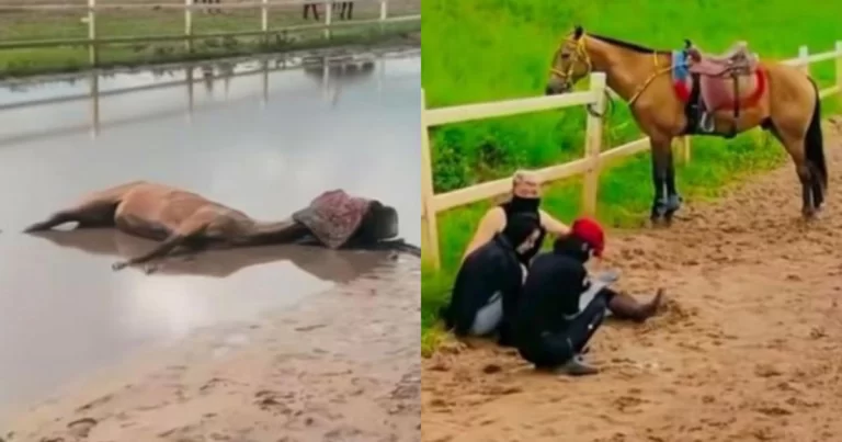 Insiden Tragis di Padang Rumput Hebei, Tiongkok : Kuda Bernama “Diao Chan” (Si Cantik) Tewas Akibat Tabrakan Saat Wisatawan Menunggang Kuda 