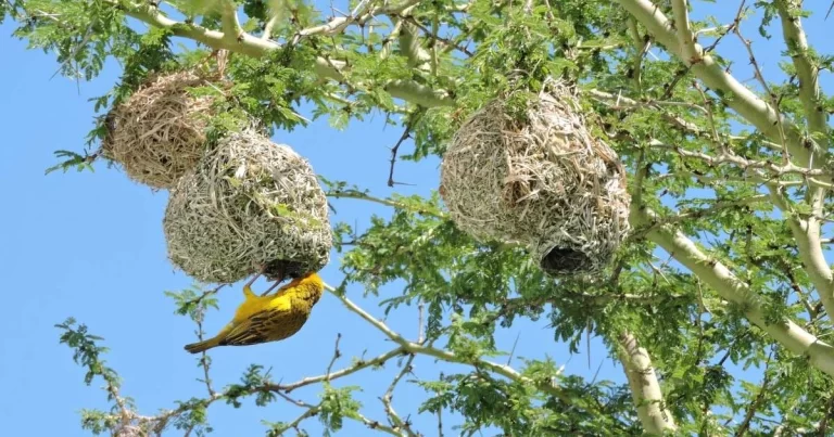 Kisah Klasik: Kematian Tragis Burung Cuit Zamrud